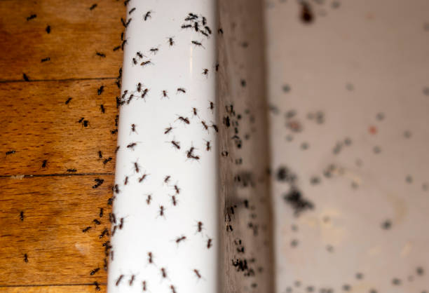 Best Flea Control Services  in Eming Island, FL