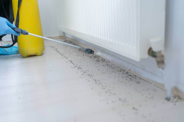 Best Affordable Pest Control Services  in Eming Island, FL