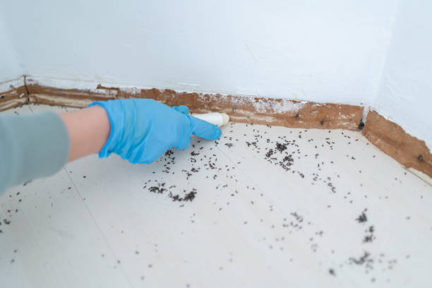 Best Residential Pest Control  in Eming Island, FL